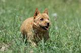 NORWICH TERRIER 018